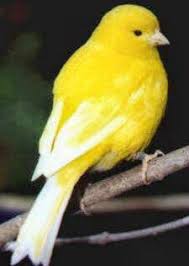 Epingle Par Janet Tillman Sur Cuban Fauna Uniqueness Oiseaux Canaris Oiseaux Jaunes Oiseaux