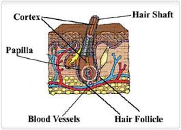 Testing provides a history and longer detection periods than. Expert Saying Hair Follicle Drug Testing