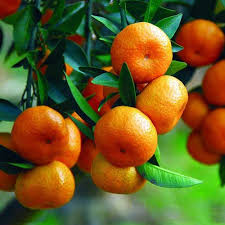 Climate is one of the most important aspects of valencia tree care. Buy Orange Citrus Online At Plants Universe Best Plants At Lowest Price In Pakistan