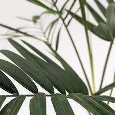 Image result for Chamaedorea radicalis