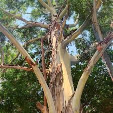 Image result for Eucalyptus saligna