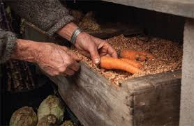 How to plant carrot seeds in garden. Saving Carrot Seeds Organic Gardening Mother Earth News