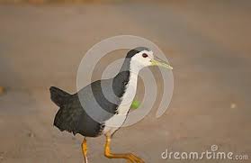 Black Water Bird With White Stripe On Head Pin On For Download Photos