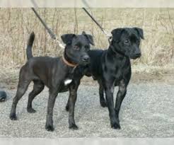 Patterdale terrier puppies for sale, bred by a top breeder of patterdale terriers for show, hunting is your patterdale terrier potty trained enough? Patterdale Terrier Verified Dog Breeders In Usa Page 1 10 Per Page Puppyfinder Com
