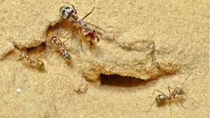 What is the world's largest ant colony? The Fastest Ant In The World Could Hit 200 Meters Per Second If It Were As Big As A Human Science Aaas