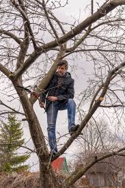 It does this through photosynthesis: Man Climbing High On An Apple Tree With Pruner Against Sky Pruning Of Fruit Trees With Lopper Spring Or Autumn Work In Garden Gardening Concept Stock Photo Picture And Royalty Free Image