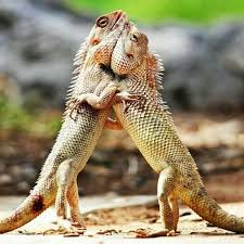 Are They Fighting I Guess They Are In Love Iguana Lizard Animal Photography Animal Photo