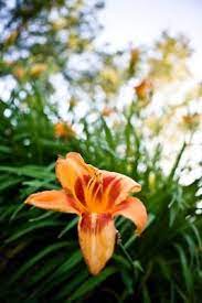 Check spelling or type a new query. Pin On Gardening