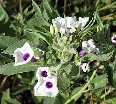 Image result for Astripomoea malvacea