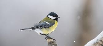 Share photos and videos, send messages and get updates. La Mesange Charbonniere Birdlife Schweiz Suisse Svizzera