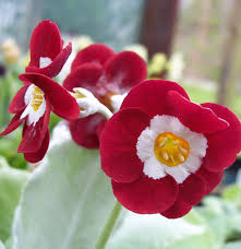 Image result for Tricliceras auriculatum