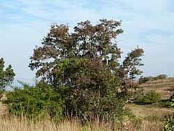 Image result for Combretum coriifolium
