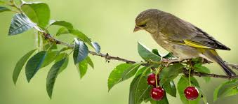 Eloigner Les Oiseaux De Votre Cerisier Avec Ces 7 Repulsifs Et Effaroucheurs