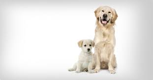 Image result for zlatý retrívr