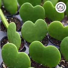 Hoya Kerrii - lucky-heart - Love Shape Cactus 心叶球兰❤️
