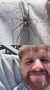 I thought my life was over when I seen this spider sitting next to me  🕷️☠️😂