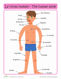 Learn vocabulary, terms and more with flashcards, games and other study tools. Le Corps Worksheet Education Com Learning French For Kids Learn French Beginner French Worksheets