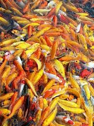 Traveling Morion Morion S Phototravel Diary Large Group Of Koi Fishes In Man Made Lake Of Nuvali Park Santa Rosa City Laguna Koi Koi Fish Postcard
