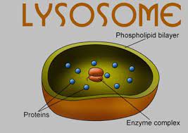 Lysosomes Definition Functions Location And Importance Of Lysosomes Cbse Class Notes Online Classnotes123