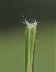 Image result for Digitaria monodactyla