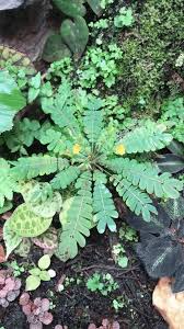 Image result for Biophytum