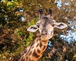 Greenville Zoo Greenville Sc Kid Friendly Activity Reviews Trekaroo Kid Friendly Activities Greenville Zoo