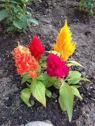 Pin On Mygardenanswers