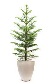Maybe you would like to learn more about one of these? Norfolk Island Pine Outdoor Plants Plantshop Me