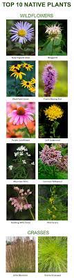 Photo index to indiana natives. Native Plants Mcswcd