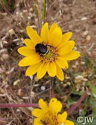 Image result for Clutia angustifolia