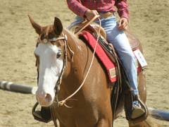 We did not find results for: Reining Teilnehmer Fur Jugend Em Nominiert Reitsport Magazin