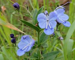 Image result for Rotheca