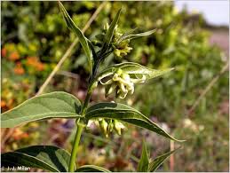 Image result for Vincetoxicum stenolobum