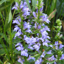 Image result for Lobelia holstii