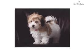 I am a very well respected top havanese breeder and akc licensed judge, located in mid south florida area, just north of palm beach in pt st lucie. Havanese For Sale Havanese Puppies Puppies Havanese