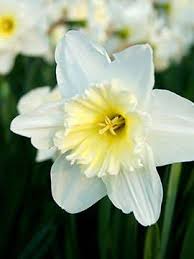 Flowershopnetwork.com flower shop network, go direct to a real local florist and save. Obituary Of Rebecca C Dunn Pugh Funeral Home Serving Asheboro R