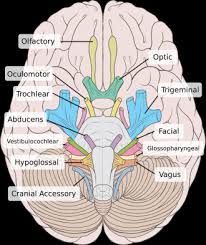 Cranial Nerves Physiopedia