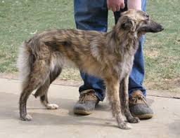 Appalachian Greyhound Characteristics Whippet Dog Greyhound Dog Cat