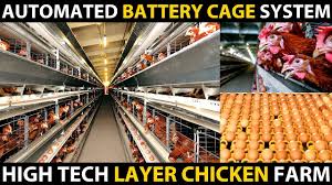 Modern house designs mean contemporary houses. Automated Battery Cage System High Tech Battery Cage Poultry Farming Egg Layer Chicken Farming Youtube