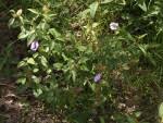 Image result for Barleria mackenii