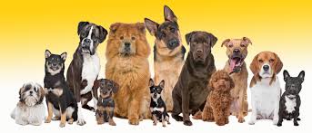 dog breeds list information for all breeds pedigree