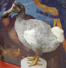 Wikizero Dodo