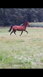 Je natürlicher man züchtet um so eher gelingt das fohlen. Hengst Decken Lassen Pony Fohlen Stute