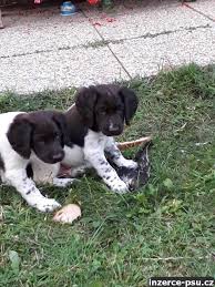 Image result for Malý münsterlandský ohař