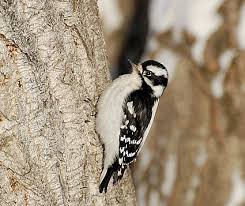 Michigan Bird With Black And White Striped Head Downy Woodpecker Female Little Turning Over Gravel In The Drive Before Flying To The Tree So Little Woodpecker Downy Woodpecker Downey Woodpecker