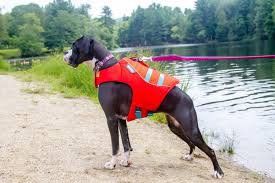 my review of the ruffwear float coat life vest for dogs