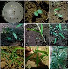 Image result for Tephrosia pentaphylla