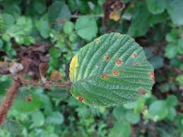 Image result for Rubus ellipticus