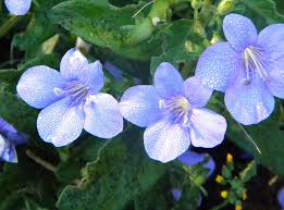 Image result for Barleria obtusa
