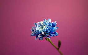 Find the best pink flower background on wallpapertag. Wallpaper Purple Blossom Pink Background Blue Flowers Flower Flora Petal Land Plant Flowering Plant Close Up Macro Photography 1680x1050 Oakmont 245205 Hd Wallpapers Wallhere
